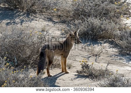 South American Gray Fox,  (lycalopex Griseus), Patagonian Fox Or Chilla In Patagonia, Argentina
