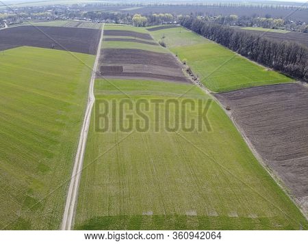 Small Areas Of Green Crops, Cereals And Trees Without Leaves In Spring.