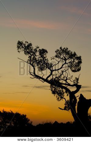 Gnarly silhuet