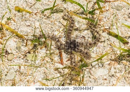 Ophiura Albida Is A Species Of Brittle Star In The Tanzania