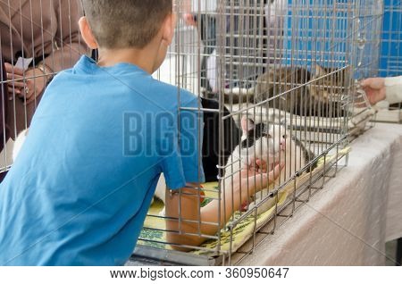 Komsomolsk-on-amur, Russia - October 19, 2019. Boy Stroks Cat In A Metal Cage At An Exhibition