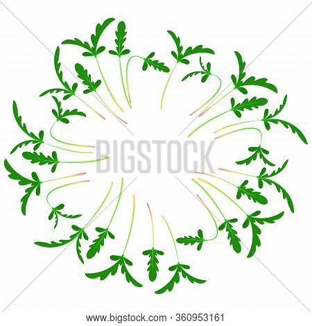 Microgreens Shungiku. Arranged In A Circle. White Background