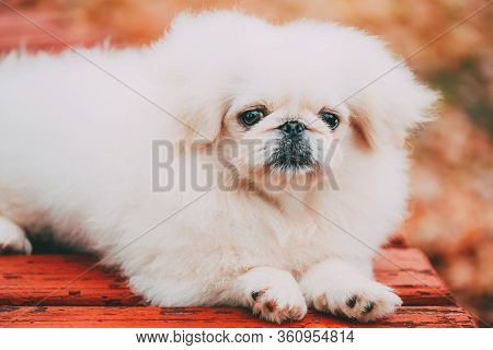 White Pekingese Pekinese Peke Whelp Puppy Dog Sitting On Wooden Bench In Autumn Park
