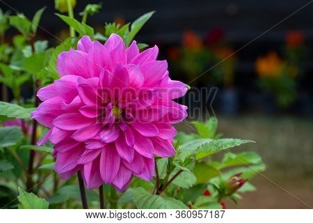 Colorful Flower And Vegetation During The Spring Season