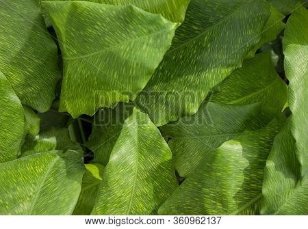 Closeup Shot Showing Some Green Maranta Plant Leaves