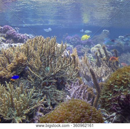 Colorful Coral Reef Scenery With Lots Of Different Corals, Sea Anemones And Fishes