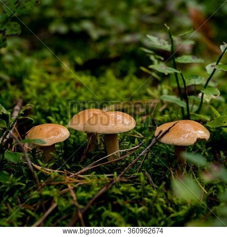 Suillus Bovinus, Mushroom Or Bovine Bolete, Edible Wild Mushroom.