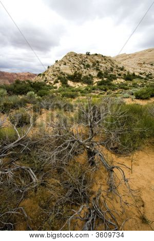 Snow Canyon - Utah