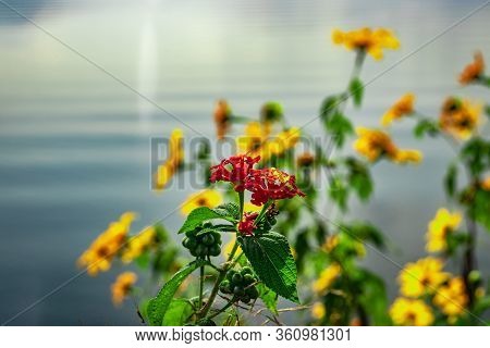 Forest Red Flower With Blurred Background