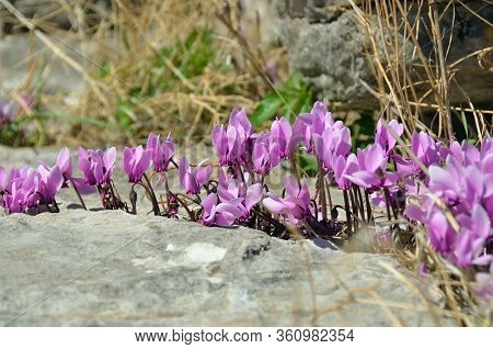 Cyclamen Flower On A Ruin Of The Fortification Wall Of The Arcadian Castle Of Famous Archaeological 