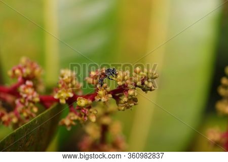 Picture Of The Dwarf Honey Bee (apis Florea) Gathering Honey From Flowers Of Mango In Summer Season,