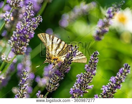 A Butterfly Swallowtail Sits On A Lavender Flower On A Green Natural Pastel Background. The Butterfl