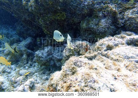 An Underwater Photo Of A Four Eyed Butterflyfish Or Chaetodon Capistratus, Is Found In The Western A