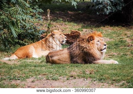 Lion Couple Lies Together In The Steppe Grass In The Sun And Look Together In One Direction