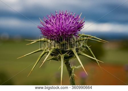 Cynara Cardunculus At Forest In Osona Barcelona