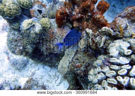 An Underwater Photo Of A Blue Tang.