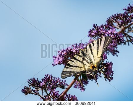A Butterfly Swallowtail Sits On A Purple Flower On A Blue Sky Background. The Butterfly Has Spread W