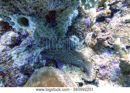 An Underwater Photo Of A Black Grouper (mycteroperca Bonaci) Which Is One Of The Best Known Of The L