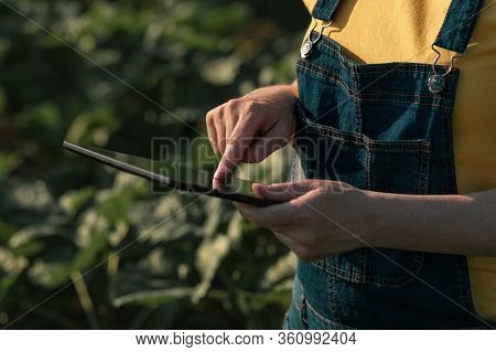 Sunflower Farmer Using Tablet Computer In Crop Field Before Blooming, Close Up Of Female Hands With 