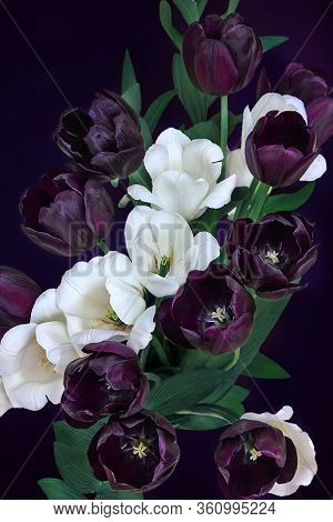 Colorful White And Purple Tulips On A Black Background