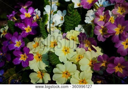 Perennial Primrose Or Primula In The Spring Garden. Spring Primroses Flowers, Primula Polyanthus.