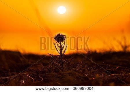 A Red Burning Sunset Over The Sea With The Silhouette Of A Young Small Flower In Front