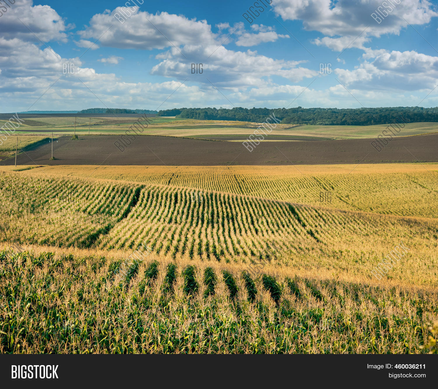 Corn Field On Hills Image & Photo (Free Trial) Bigstock