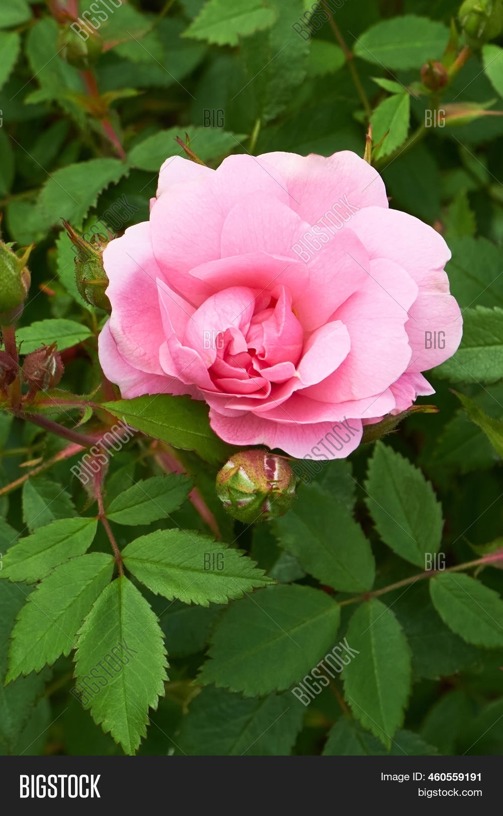 Rose Canady Pink Canadian Rose Image & Photo (Free Trial) | Bigstock