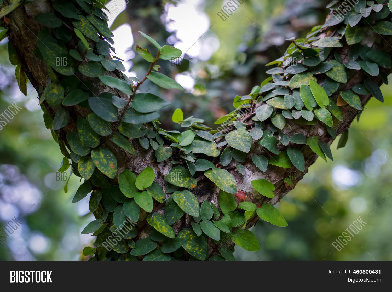 Creeping Figs Small Image & Photo (Free Trial) Bigstock