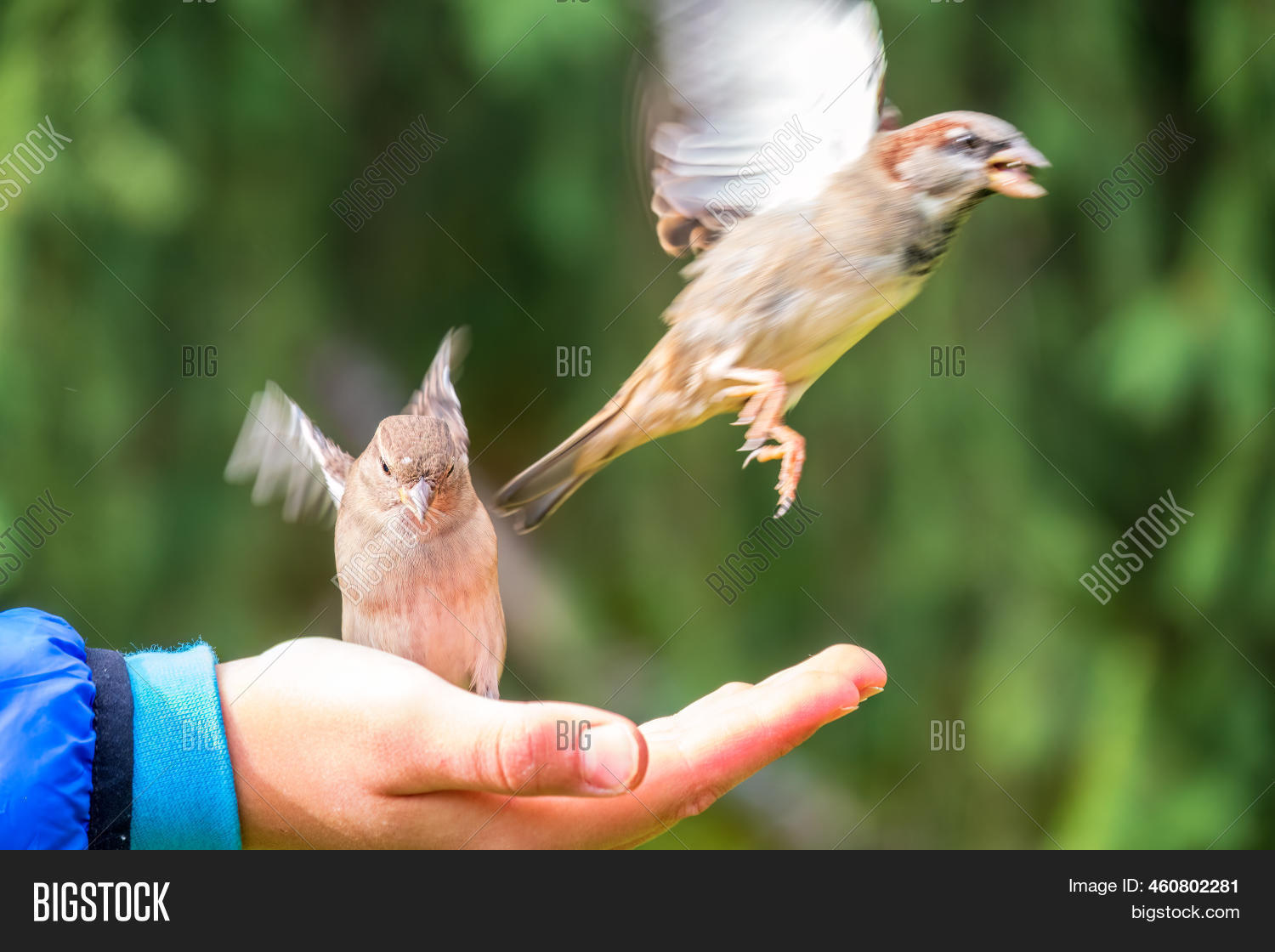 Boy Feeds Birds Seeds Image & Photo (Free Trial) Bigstock
