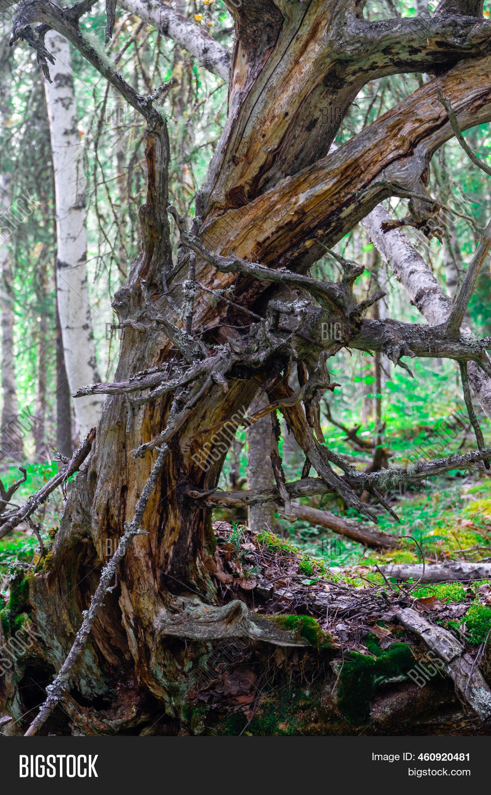 Remains Tree Dry Dead Image & Photo (Free Trial) Bigstock