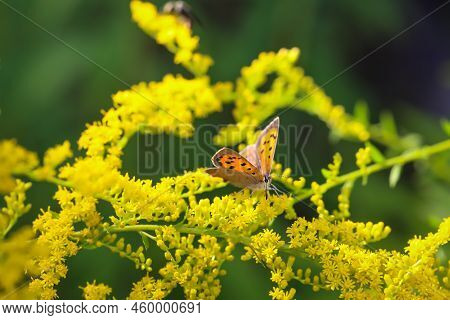 A Butterfly, A Small Fire Butterfly, Lycaena Phlaeas Sits On A Plant. Beautiful Butterflies Of Germa