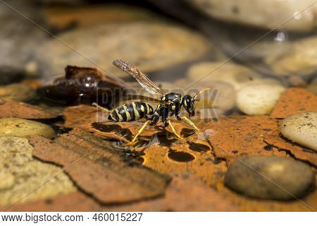 Southern Paper Wasp (polistes Dominula) Drinks On The Surface Of The Water.