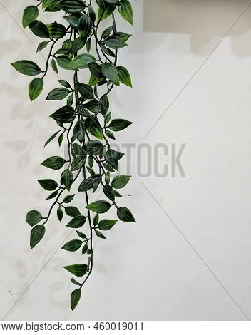 Leaves Hanging On The Wall Create A Photo With Copy Space Or Negative Space To Use As Your Template.