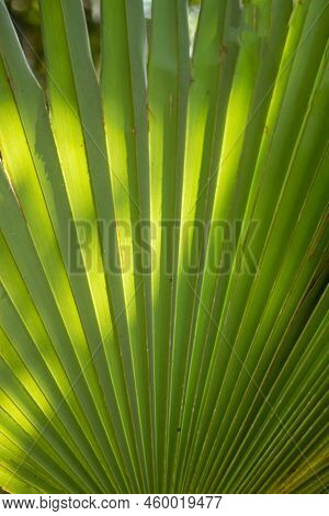Palmyra Palm, Toddy Palm, Or Borassus Flabellifer Leaves Are Used For Thatching And Making Mats, Bas