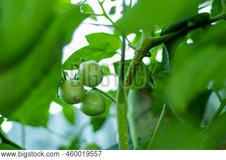 Raw Or Green Tomatoes Are Many Nutrients And Antioxidants. Green Tomatoes Are Good For Making Bones.