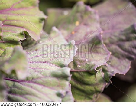 Close Up Of Endless Field With Green Leaves And Purple Veins Of Red Cabbage Plants.