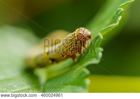 Fall Armyworm Spodoptera Frugiperda On A Green Leaf. Selective Focus Image. Extreme Close Up View.