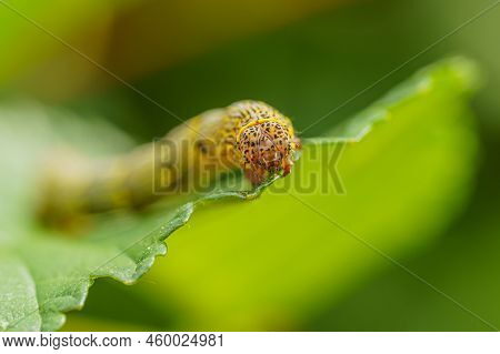 Fall Armyworm Spodoptera Frugiperda On A Green Leaf. Selective Focus Image. Extreme Close Up View.