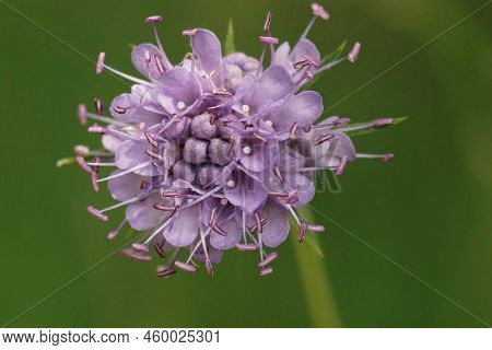 Closeup On The Colorful Blue Flower Of The Devil's-bit Scabious, Succisa Pratensis Against A Green B