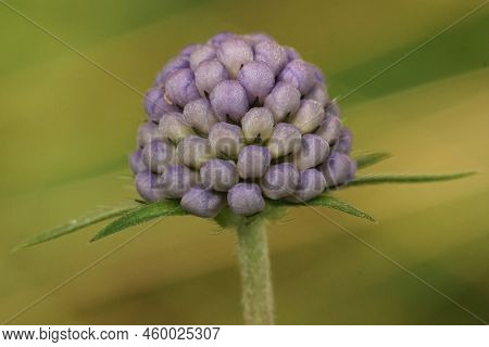 Closeup On The Colorful Blue Flower Of The Devil's-bit Scabious, Succisa Pratensis Against A Green B