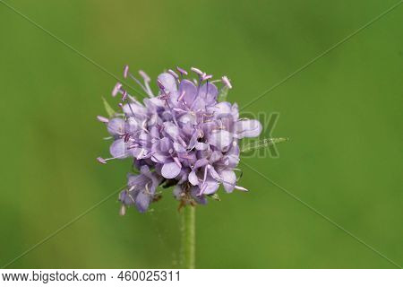 Closeup On The Colorful Blue Flower Of The Devil's-bit Scabious, Succisa Pratensis Against A Green B