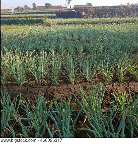 Onion And Leek Plantations In A Highland In West Java.