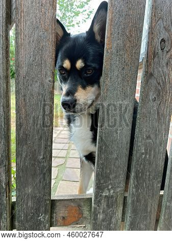 Vertical Closeup On A Crossbred Of Husky And Sheppard Dog, Looking Through A Hole In The Fence