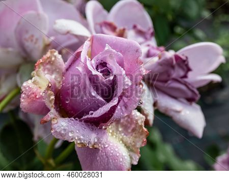 Close-up Of Outstanding, Old Fashioned Lavender Rose 'novalis' With Multi Layered Mauve Flowers. Det