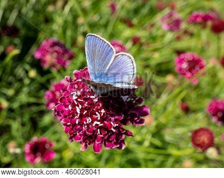 Close-up Of Adult Male Of The Common Blue Butterfly Or European Common Blue (polyommatus Icarus) Wit