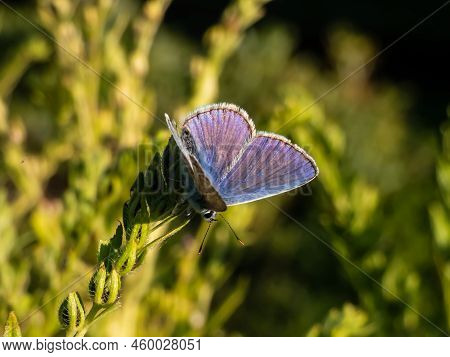 Close-up Of The Adult Common Blue Butterfly Or European Common Blue (polyommatus Icarus) Sitting On 