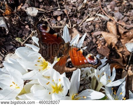 Macro Shot Of The European Peacock Butterfly (aglais Io) On White Spring Flowers (colchicum Szovitsi
