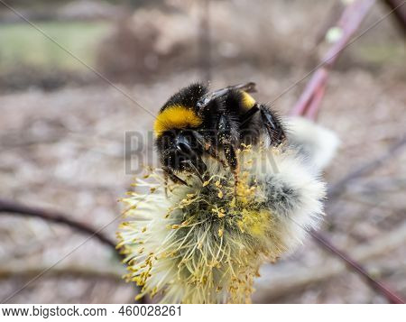 Macro Shot Of The Buff-tailed Bumblebee Or Large Earth Bumblebee (bombus Terrestris) On A Flowering 