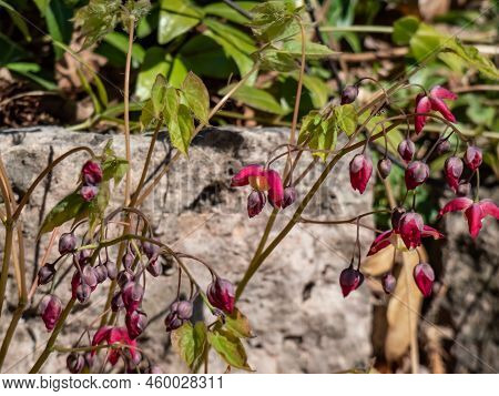 Close-up Of The Spreading Plant With Heart-shaped Leaves - The Red Barrenwort, Fairy Wings Or Bishop